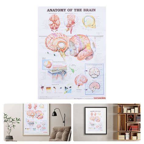 Buy Hemobllo Anatomical Poster Brain Anatomy Poster Brain Anatomy Chart ...