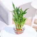 UGAOO Two Layer Bamboo Plant Price in India - Buy UGAOO Two Layer ...