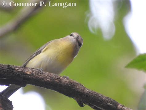 Do Birds Have Balls? An Investigation Of Bird Testicles