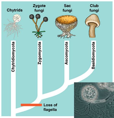 Phylum Of Fungi