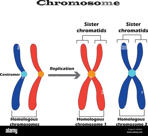 Difference between homologous chromosomes, a pair of homologous ...