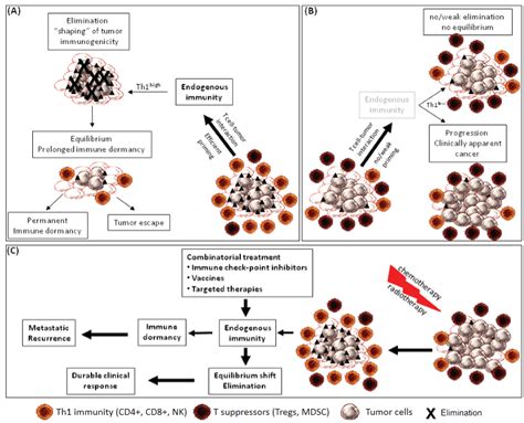 Cancer Dormancy: A Regulatory Role for Endogenous Immunity in ...
