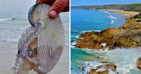 Alien Beach Creature 的图像结果