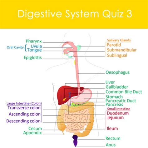 Image result for Digestive System Sample Questions