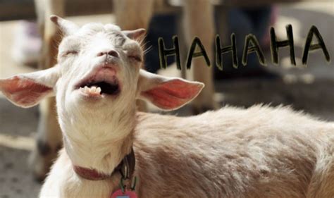 Bizarre! Goat chews Rs 66,000 notes of its owner in Kanpur, Uttar ...