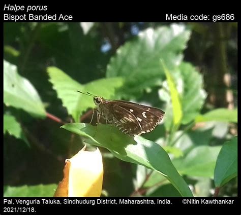 Halpe porus | Butterfly