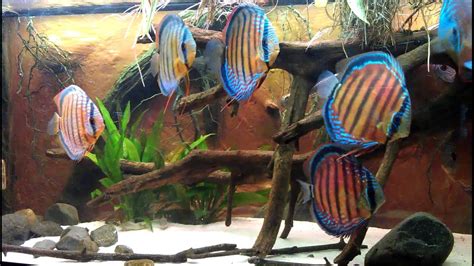 Discus Guide 的图像结果