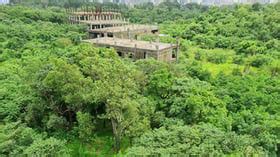 'Over 2,000 Trees Illegally Cut In Aarey Since 2022, Violating 2019 ...