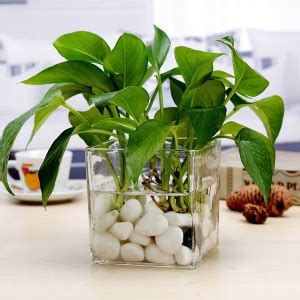 Leafy Dew 4 Inch Square Glass Pot with white pebbles Indoor Planter ...