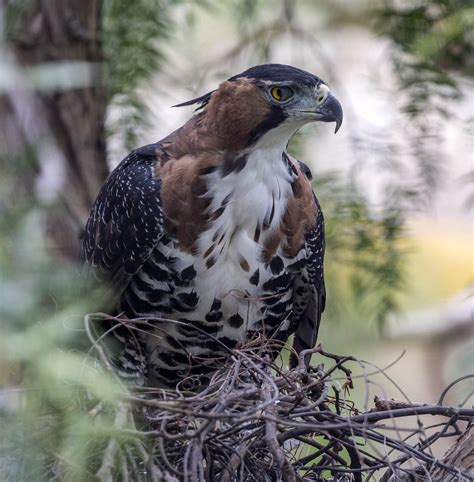 Pictures and information on Ornate Hawk-eagle