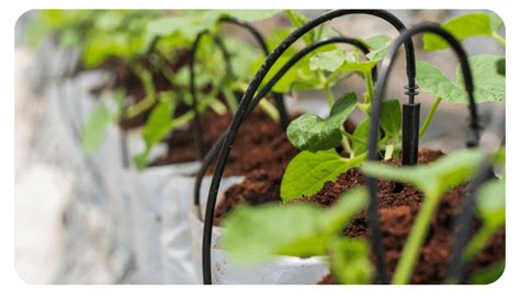 Image result for Drip Irrigation System Design