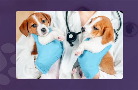 Blog | Mobile Pet Hospital | Animal Hospital Whittier