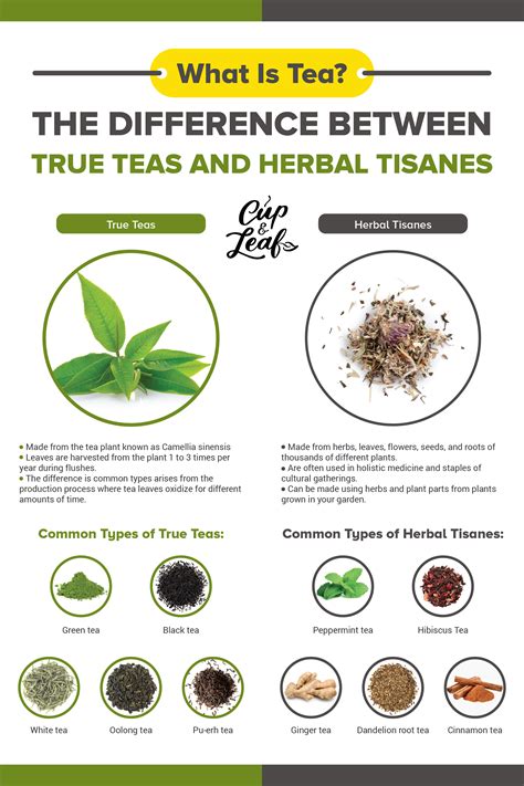 What is Tea? True Teas vs Herbal Tisanes Explained