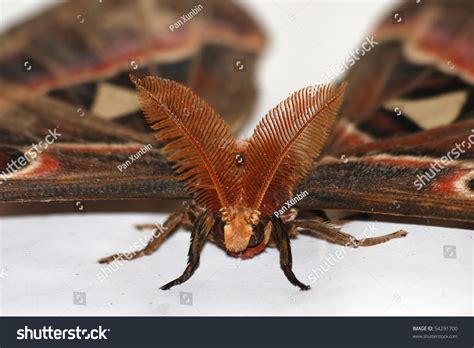 Giant Silkworm Moth Attacus Atlas Close Stock Photo 54291700 | Shutterstock