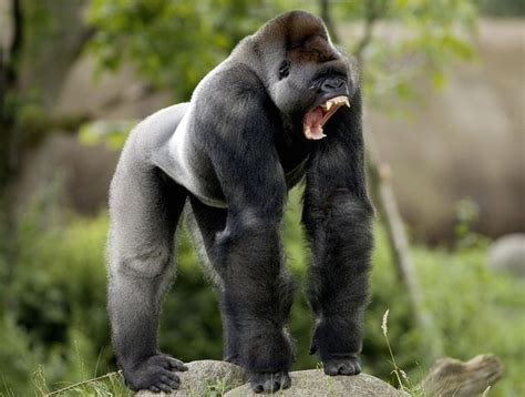 Gorilla - Monkeys Photo (14750700) - Fanpop