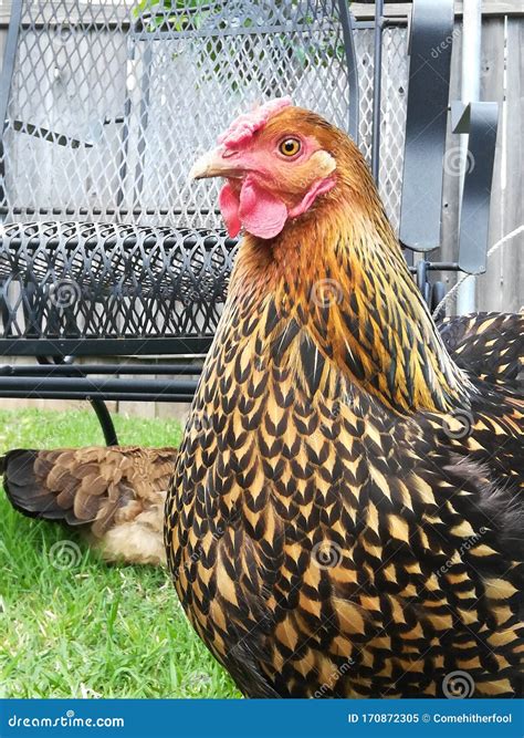 Gold Laced Wyandotte Side Profile Stock Image - Image of duck ...