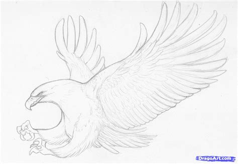 Simple Bald Eagle Drawing at PaintingValley.com | Explore collection of ...