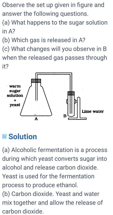 (a)What happens to the sugar solution in A?(b) Which gas is released in ...