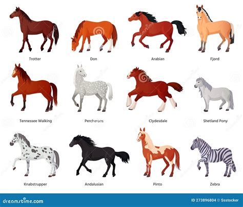 Horses Breeds. Horse Farm Breeding for Horseback Riding, Different ...