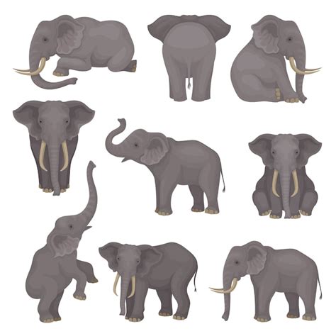 Set o elephants in different poses. african of asian mammal animals ...