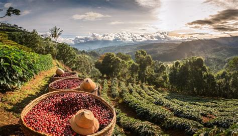 Exploring Colombia’s Central Coffee Region: A Journey Through Balanced Acidity, Fruity & Sweet ...