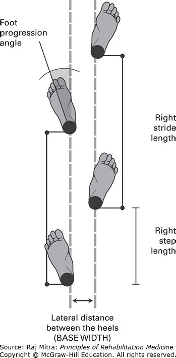 Image result for Contralateral Gait