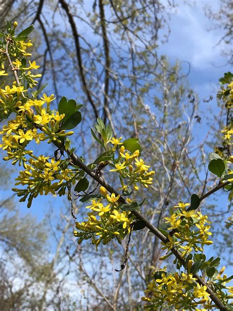 Irene Rinehart Riverfront Park — Washington Trails Association