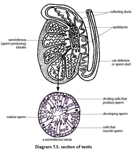 Image result for Testes Structure Class 12