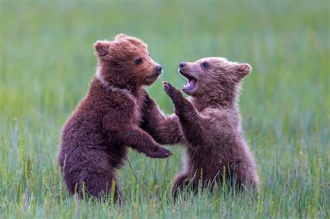 Grizzly Bear Cubs Playing