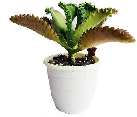 Getflix Bryophyllum Pinnatum/Patharchatta Plant Price in India - Buy ...