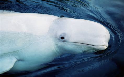 Baleine Blanche - emsekflol.com