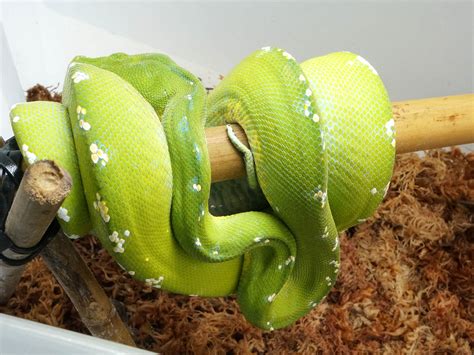 Image result for Green Tree Python Kit
