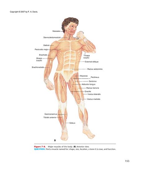 Anatomy and Physiology (18) - B Pectineus Masseter Sternocleidomastoid ...