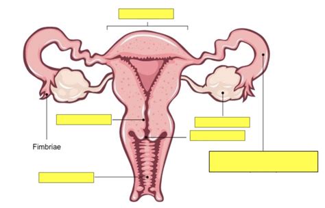 Image result for Developing Female