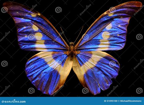 Menelaus Blue Morpho Butterfly Foto de archivo - Imagen de menelaus ...