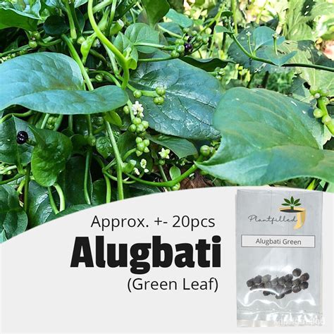 ผลิตภัณฑ์ใหม่ เมล็ดพันธุ์ จุดประเทศไทย [Plantfilled] Alugbati Green ...