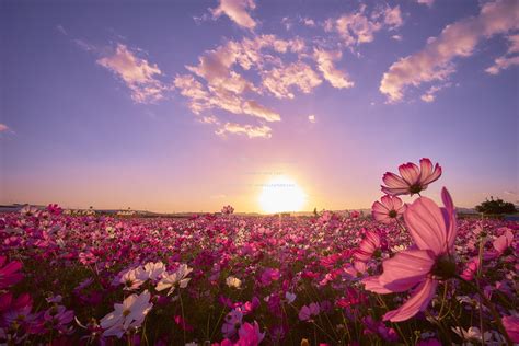 Flowers On The Sunset Wallpapers - Wallpaper Cave