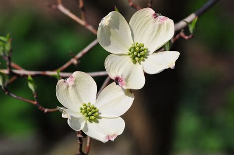 Dogwood Flower