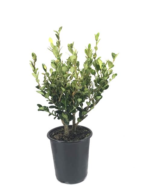 Buy Winter Gem Boxwood | 12 Quart Size s | Buxus Microphylla Japonica ...