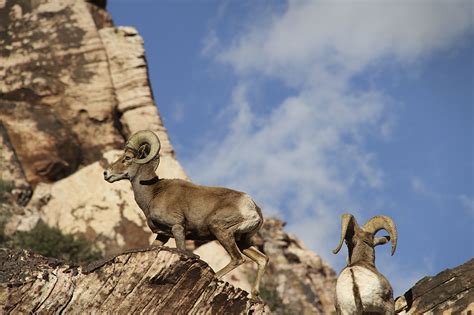 Nevada’s state animal: Desert bighorn sheep | Las Vegas Review-Journal