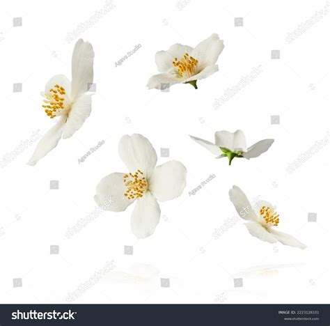 Flowers isolated on white background 2,502,683 รายการ ภาพ ภาพสต็อกและ ...