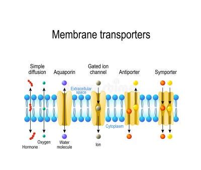 Simple Diffusion Cell Stock Illustrations – 58 Simple Diffusion Cell ...