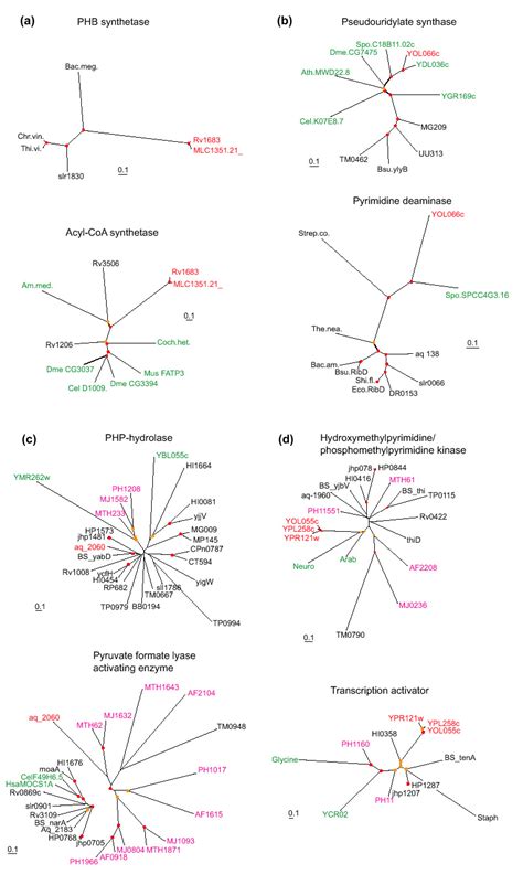 Image result for Phylogenetic Tree Examples