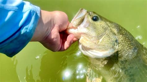 Image result for Catching Big Fish Tips