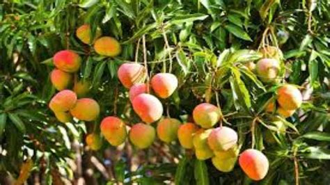 Bihar's mango variety losing to urbanisation