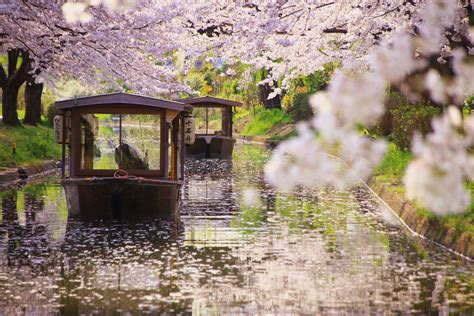 2019年の京都の桜 花冷えのやや遅めの桜 | 京都もよう KYOTO MOYOU