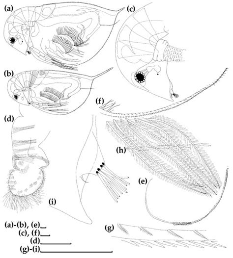Discovery of a New Species of Daphnia (Crustacea: Cladocera) from the ...