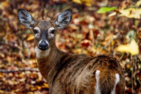 Antlerless Deer Permit: Maine Dept of Inland Fisheries and Wildlife