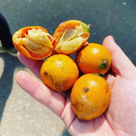 Udara Fruit Plants (Chrysophyllum Albidum) – veliyathgardens