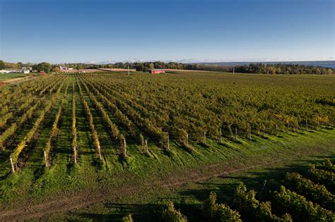 About the Vineyard - Anthony Road Wine Company